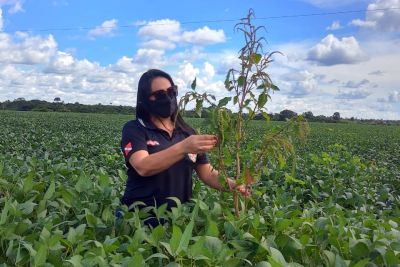 notícia: Adepará inspeciona preventivamente plantações de soja
