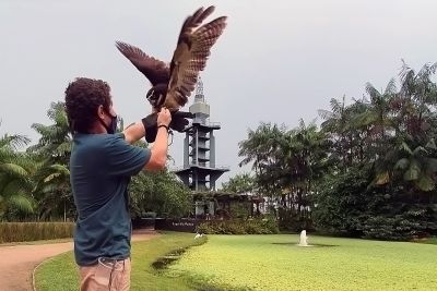 notícia: Mangal das Garças insere aves de rapina no viveiro do parque