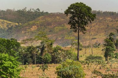 notícia: Maio: Pará reduz em mais 40% o desmatamento em todo o território estadual