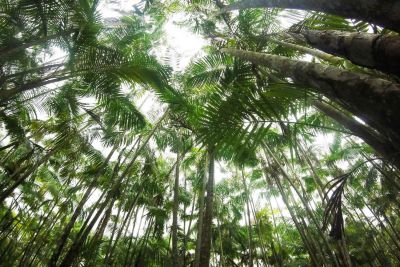 notícia: Ideflor-Bio recupera áreas rurais e reforça combate ao desmatamento no Pará