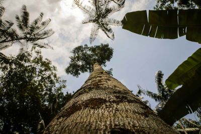 notícia: Boas práticas marcam Semana do Meio Ambiente no Pará