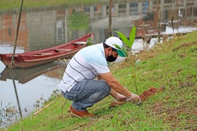 notícia: Semana do Meio Ambiente promove plantio de mudas de açaizeiro às margens do Tucunduba