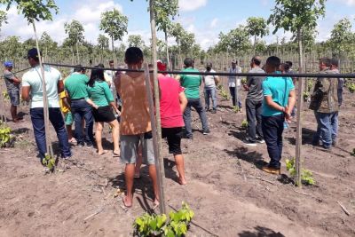 notícia: Emater capacita produtores de pimenta-do-reino em São Miguel do Guamá