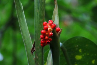 notícia: Pesquisadores catalogam mais duas espécies vegetais na flora do Parque Estadual do Utinga