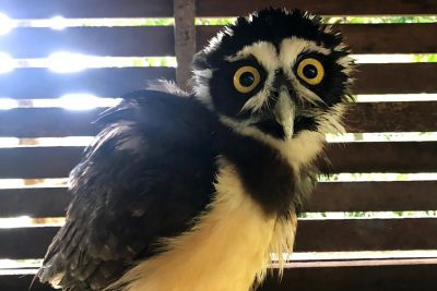 notícia: Mangal das Garças oferece aos visitantes a oportunidade de conhecer a coruja Cecília