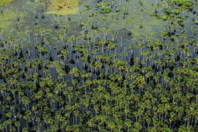notícia: Compensação ambiental garante investimentos para fortalecer unidades de conservação do Pará
