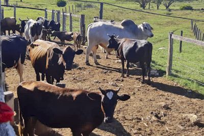 notícia: Sedap e Senar constatam avanços na assistência a produtores de gado e leite no sul do Pará