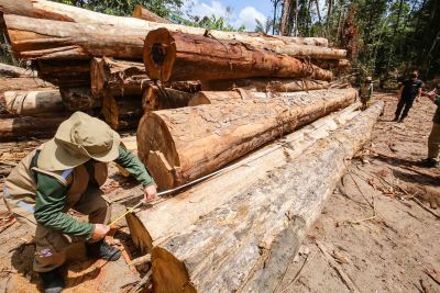notícia: Em 2021, Pará reduz índices de desmatamento em 32% no mês de julho
