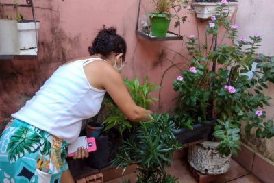 notícia: Dengue avança no Pará e Sespa alerta para os cuidados preventivos contra o Aedes aegipty