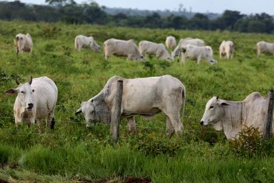 notícia: Projeto do Governo visa redução do preço da carne bovina e estudo de novas tecnologias para o setor