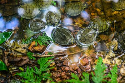 notícia: Final de agosto marca entrada no período reprodutivo de tartarugas do Mangal