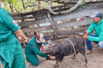 notícia: Adepará realiza cadastramento e estudo sobre suínos no sudeste paraense