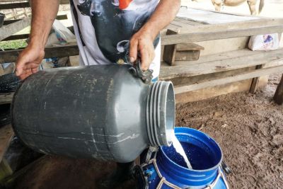 notícia: Marajó conquista mercado nacional com o leite de búfala e quer agora supermercados do Pará
