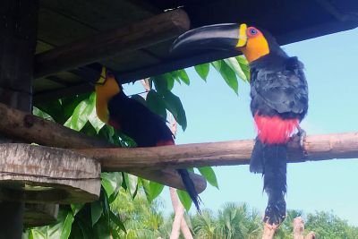 notícia: Tucanos-de-bico-preto formam novo casal no Mangal das Garças