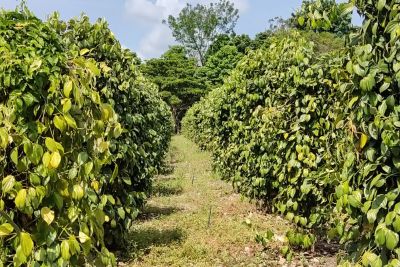 notícia: Tomé-Açu mantém a liderança na produção de pimenta-do-reino no estado