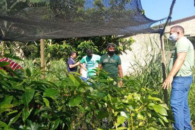 notícia: Emater estimula produção de abacate entre agricultores familiares de Mojuí dos Campos