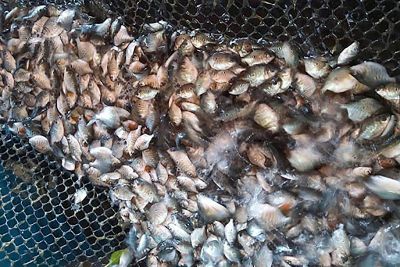 notícia: Estado já doou mais de um milhão de alevinos a piscicultores como incentivo à criação de peixes