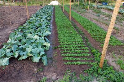 notícia: Em São Domingos do Araguaia, Emater apoia hortifruticultores no acesso ao Pronaf