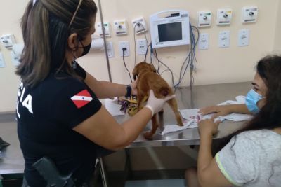 notícia: Polícia Civil prende homem por maus-tratos a cachorro, em Belém