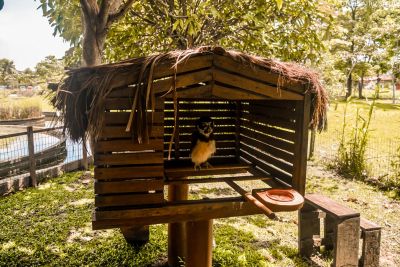 notícia: No Mangal, programação apresenta nova coruja-do-mato e ‘Heróis da Amazônia’