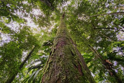 notícia: Em Juruti, IDEFLOR-Bio debate com a sociedade a concessão florestal do Conjunto de Glebas Mamuru-Arapiuns