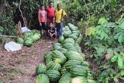 notícia: Produção local de melancia compõe a merenda escolar em Afuá, no arquipélago do Marajó