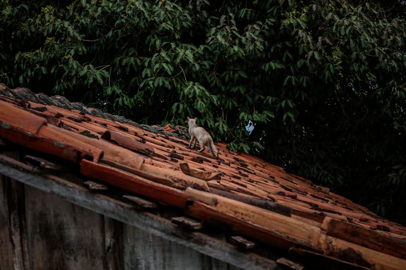  <div class='credito_fotos'>Foto: Alex Ribeiro / Ag. Pará   |   <a href='/midias/2022/originais/11598_d115f47f-cd3b-1588-9c95-ca7c081f12c5.jpg' download><i class='fa-solid fa-download'></i> Download</a></div>