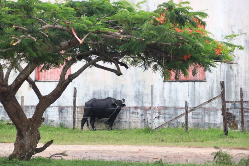  <div class='credito_fotos'>Foto: Pedro Guerreiro / Ag. Pará   |   <a href='/midias/2022/originais/14388_91a35830-b4be-590f-c844-72883adb5c7a.jpg' download><i class='fa-solid fa-download'></i> Download</a></div>