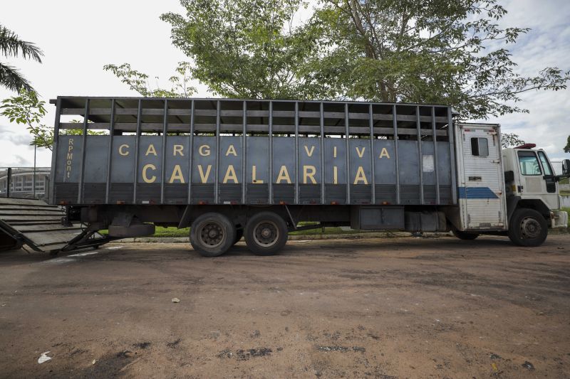 Cavalaria PM <div class='credito_fotos'>Foto: Pedro Guerreiro / Ag. Pará   |   <a href='/midias/2022/originais/14852_daa05197-5947-e35b-dab2-e43c47498b3b.jpg' download><i class='fa-solid fa-download'></i> Download</a></div>