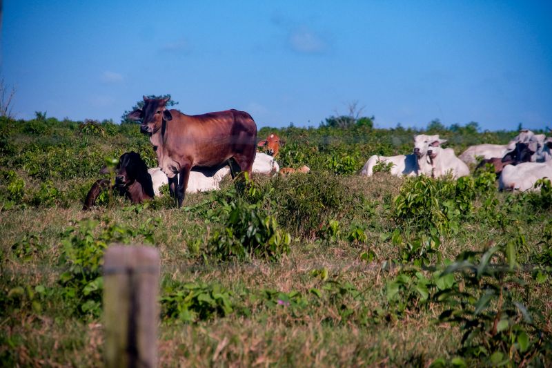  <div class='credito_fotos'>Foto: Pedro Guerreiro / Ag. Pará   |   <a href='/midias/2022/originais/14885_028cd3d8-05c1-5969-4d9e-ed54853c1f16.jpg' download><i class='fa-solid fa-download'></i> Download</a></div>