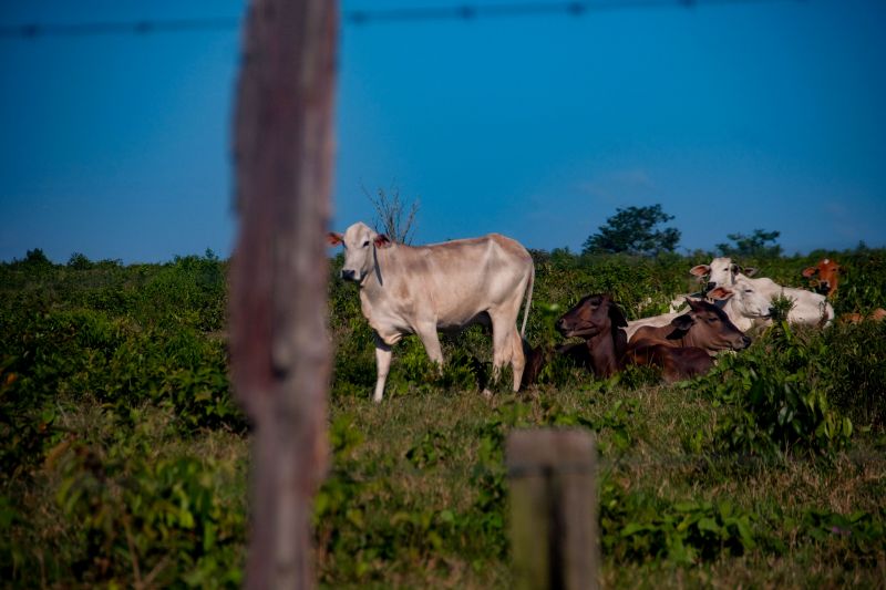  <div class='credito_fotos'>Foto: Pedro Guerreiro / Ag. Pará   |   <a href='/midias/2022/originais/14885_171e4c05-247f-3762-2161-b945ae5b66b4.jpg' download><i class='fa-solid fa-download'></i> Download</a></div>