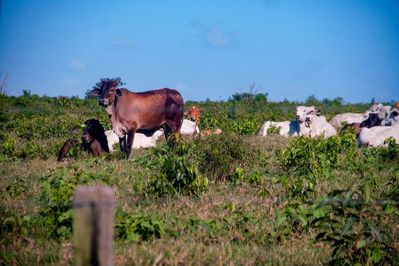  <div class='credito_fotos'>Foto: Pedro Guerreiro / Ag. Pará   |   <a href='/midias/2022/originais/14885_2e8d9300-0b48-6539-7b19-16f013b5cd29.jpg' download><i class='fa-solid fa-download'></i> Download</a></div>