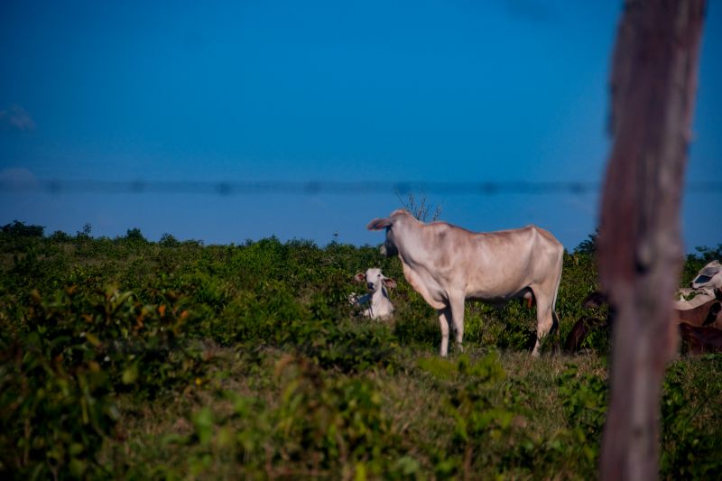  <div class='credito_fotos'>Foto: Pedro Guerreiro / Ag. Pará   |   <a href='/midias/2022/originais/14885_80b1ca16-ffc8-0949-32e8-33c8fe8b7006.jpg' download><i class='fa-solid fa-download'></i> Download</a></div>