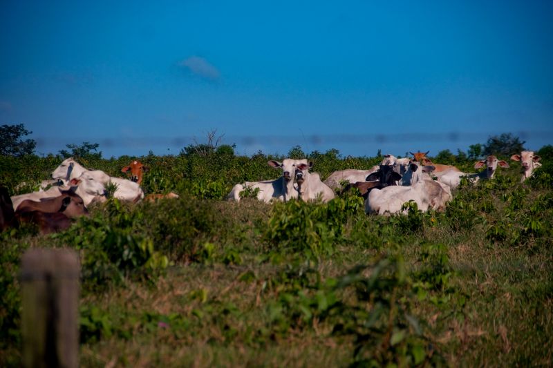  <div class='credito_fotos'>Foto: Pedro Guerreiro / Ag. Pará   |   <a href='/midias/2022/originais/14885_83c4ef0c-e137-fc0b-ed7a-72bcd79d2000.jpg' download><i class='fa-solid fa-download'></i> Download</a></div>