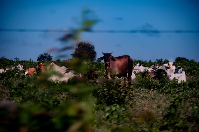  <div class='credito_fotos'>Foto: Pedro Guerreiro / Ag. Pará   |   <a href='/midias/2022/originais/14885_b4afd189-9ee8-d896-1949-221a9885de81.jpg' download><i class='fa-solid fa-download'></i> Download</a></div>