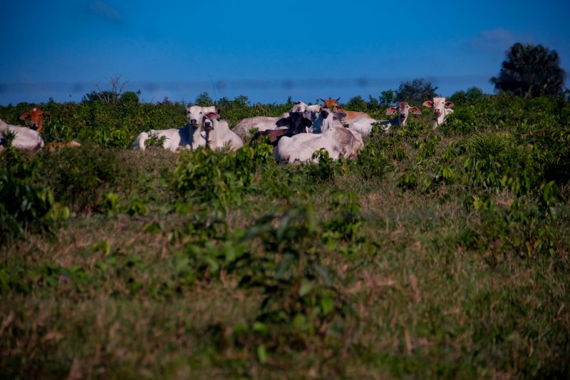  <div class='credito_fotos'>Foto: Pedro Guerreiro / Ag. Pará   |   <a href='/midias/2022/originais/14885_b5dd6833-c91e-1bb1-601a-8ce713c0d5d7.jpg' download><i class='fa-solid fa-download'></i> Download</a></div>