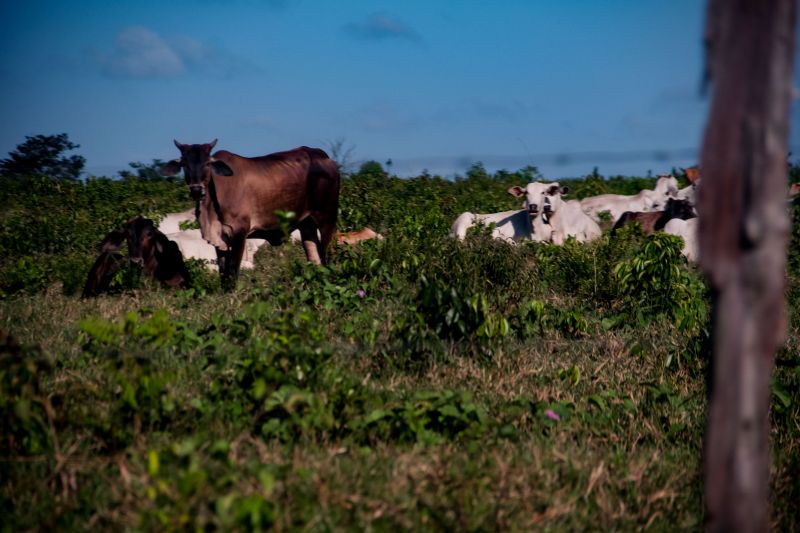  <div class='credito_fotos'>Foto: Pedro Guerreiro / Ag. Pará   |   <a href='/midias/2022/originais/14885_ca2903c7-3915-6a4c-172c-729f71154fd4.jpg' download><i class='fa-solid fa-download'></i> Download</a></div>