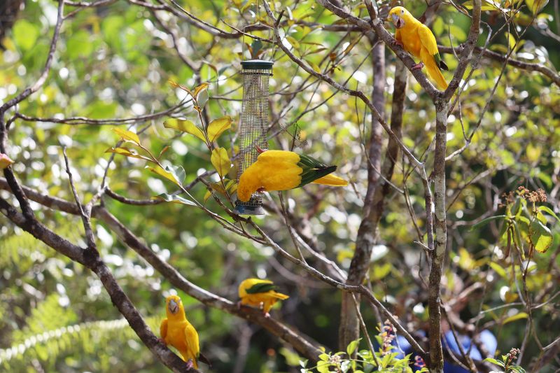  <div class='credito_fotos'>Foto: Bruno Cecim / Ag.Pará   |   <a href='/midias/2022/originais/15310_3be270de-6789-bef6-cb1a-acb4b7ecbd33.jpg' download><i class='fa-solid fa-download'></i> Download</a></div>