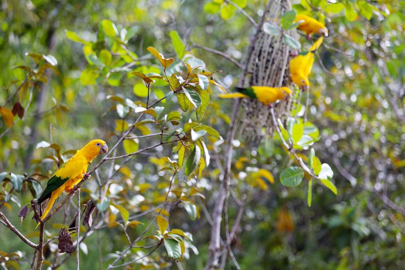  <div class='credito_fotos'>Foto: Bruno Cecim / Ag.Pará   |   <a href='/midias/2022/originais/15310_69386ca2-aa36-dff3-ffbd-9a453da9c18f.jpg' download><i class='fa-solid fa-download'></i> Download</a></div>