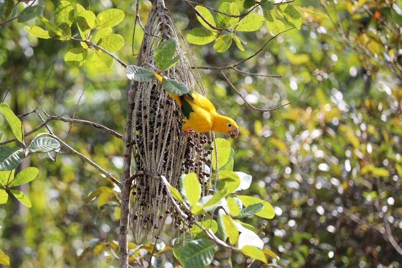  <div class='credito_fotos'>Foto: Bruno Cecim / Ag.Pará   |   <a href='/midias/2022/originais/15310_f6a77c8b-5c9d-d61f-8634-2c7960a09b92.jpg' download><i class='fa-solid fa-download'></i> Download</a></div>