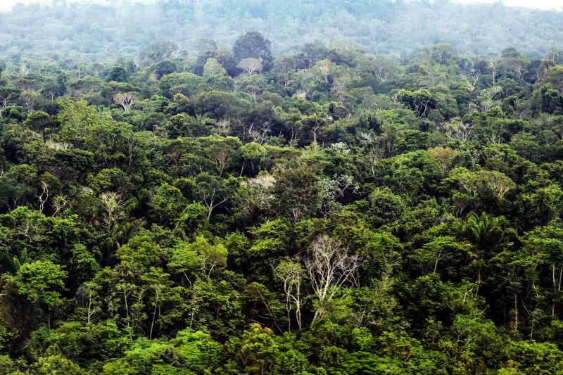Área de floresta no sudoeste do Pará