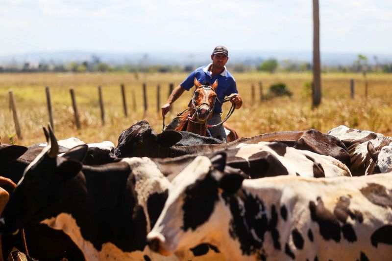 Agropecuária, uma das forças econômicas do Pará, continua contribuindo para aquecer o mercado de trabalho
