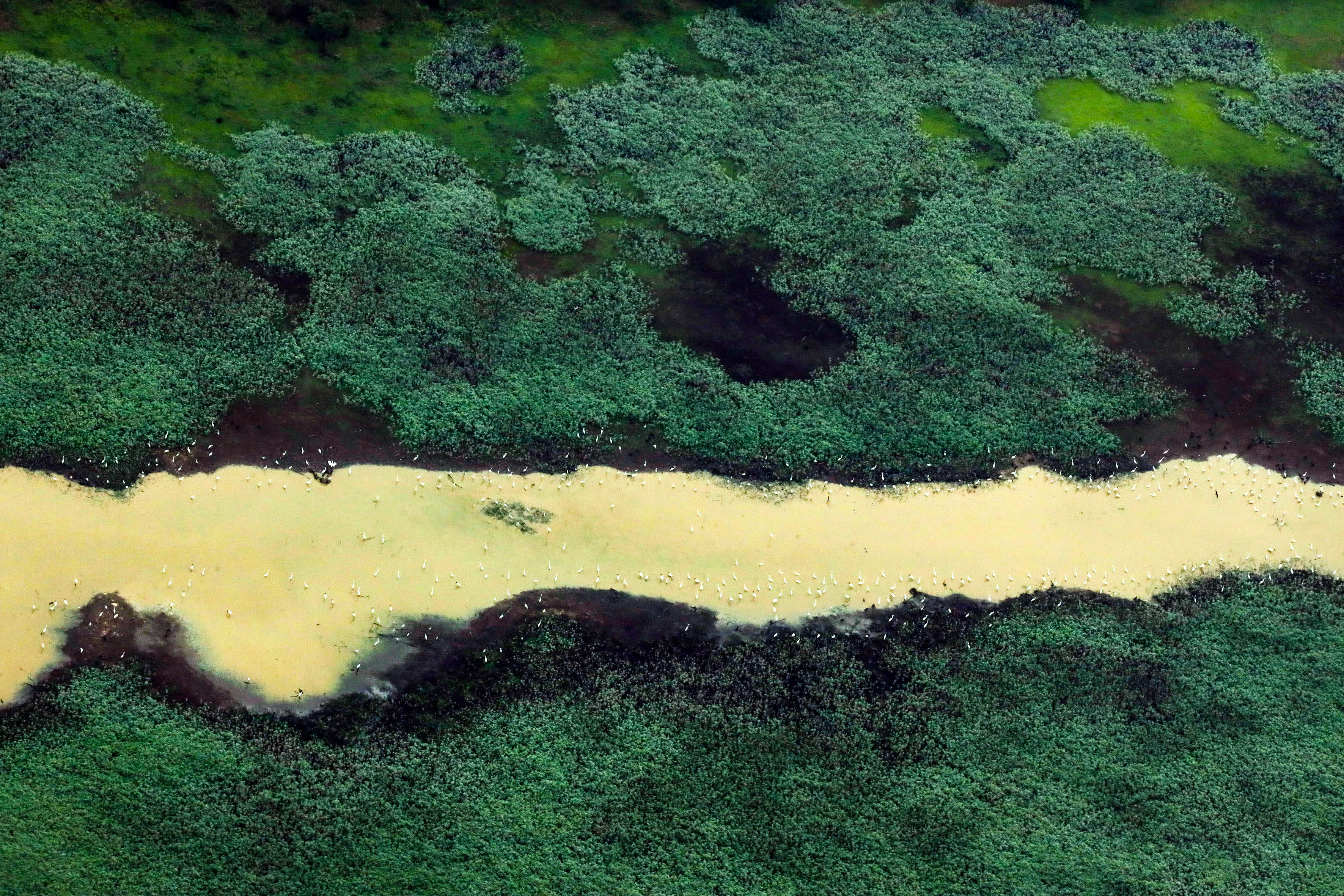 Floresta Amazônica Região Sudoeste Paraense Agência Pará