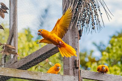 galeria: Soltura Pássaros no Parque do Utinga