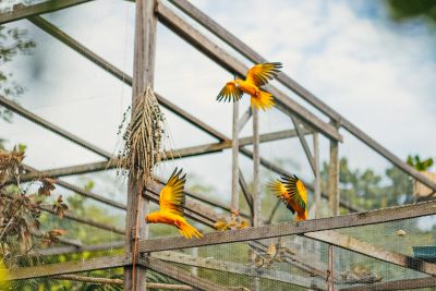 galeria: SOLTURA DE AVES - ARARAJUBA