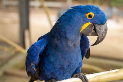 notícia: Apresentação de Arara-azul, brincadeiras de ruas e muito mais no Mangal das Garças