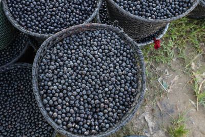 notícia: Emater apoia extrativistas de açaí de Cametá para acesso às linhas de crédito rural 