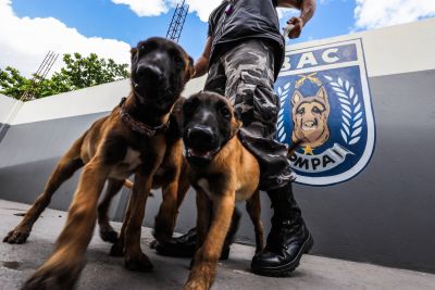 notícia: Maternidade canina do Batalhão de Ação com Cães da PM fortalece o combate à criminalidade no Pará