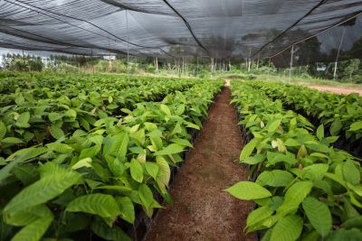 galeria: Entrega de mudas de cacau e fertilizantes para agricultores de Medicilândia