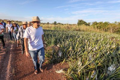 galeria: Governador Helder Barbalho visita plantação de abacaxi em floresta do Araguaia
